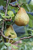 PEAR ‘MERTON PRIDE’