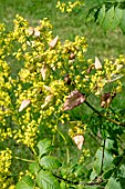 Koelreuteria paniculata