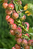 CRAB APPLE ‘EVERESTE’