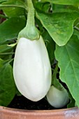 AUBERGINE ‘CLARA’