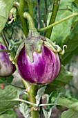 AUBERGINE ‘ROSA BIANCA’