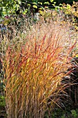 PANICUM VIRGATUM IN AUTUMN COLOUR