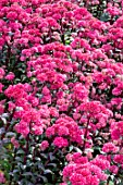 HYLOTELEPHIUM ‘RED CAULI’