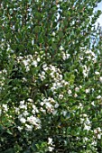 LUMA APICULATA