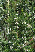 LUMA APICULATA