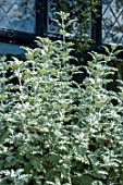 BUDDLEJA GLOMERATA ‘SILVER SERVICE’