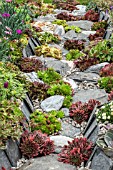 PATH OF SLATE AND ROCK WITH SEMPERVIVUMS