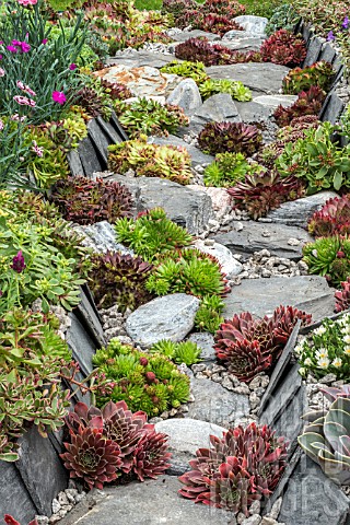 PATH_OF_SLATE_AND_ROCK_WITH_SEMPERVIVUMS