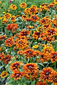 RUDBECKIA HIRTA CHEROKEE SUNSET