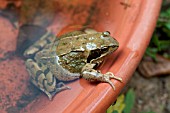 FROG IN POT