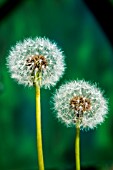 TARAXACUM OFFICINALE