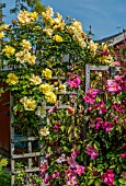 CLIMBING ROSES