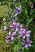 CLEMATIS MARGARET HUNT