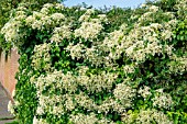 Hydrangea anomala subsp. petiolaris