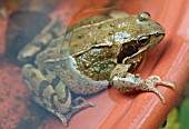 FROG IN POT