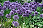 ALLIUM GLOBEMASTER