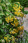 LONICERA X TELLMANNIANA