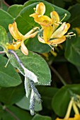 APHID INFESTATION ON LONICERA X TELLMANNIANA