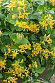 LONICERA X TELLMANNIANA