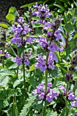 STACHYS MACRANTHA ROBUSTA