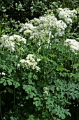 THALICTRUM AQUILEGIFOLIUM NUMBUS WHITE