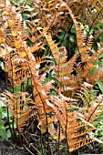 DRYOPTERIS ERYTHROSORA VAR. PROLIFERA