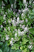 TIARELLA CORDIFOLIA OAKLEAF