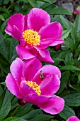 PAEONIA LACTIFLORA FELIX CROUSSE