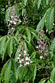 AESCULUS INDICA