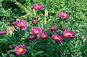 PAEONIA LACTIFLORA FELIX CROUSSE