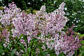 SYRINGA X JOSIFLEXA BELLICENT