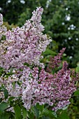 SYRINGA X JOSIFLEXA BELLICENT