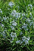 Amsonia tabernaemontana