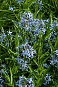 Amsonia tabernaemontana