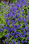 VERONICA AUSTRIACA SUBSP. TEUCRIUM CRATER LAKE BLUE