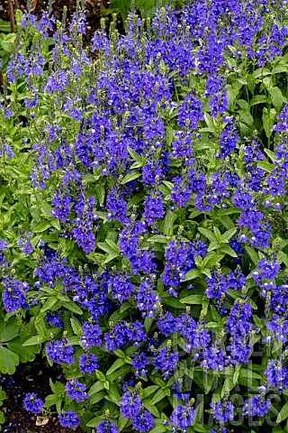 VERONICA_AUSTRIACA_SUBSP_TEUCRIUM_CRATER_LAKE_BLUE