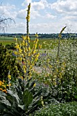 VERBASCUM BOMBYCIFERUM