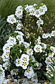 CISTUS X AGUILARII MACULATUS