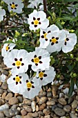 CISTUS X AGUILARII MACULATUS