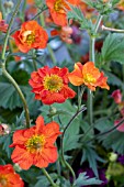 GEUM SCARLET TEMPEST