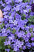 CAMPANULA BLUE SKY