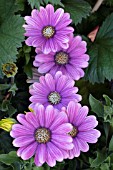 OSTEOSPERMUM BLUE SUNRISE