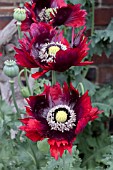 Papaver somniferum Burgundy Frills