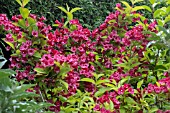 WEIGELA OLYMPIADE