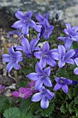 CAMPANULA PORTENSCHLAGIANA RESHOLT VARIETY