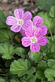 ERODIUM VARABILE BISHOPS FORM