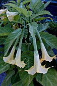 BRUGMANSIA SAUVEOLENS