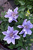 CLEMATIS FILGREE