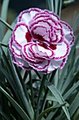 DIANTHUS GRANS FAVOURITE