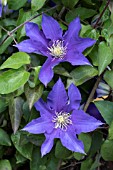 CLEMATIS OLYMPIA